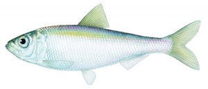 Alewife (Alosa pseudoharengus)