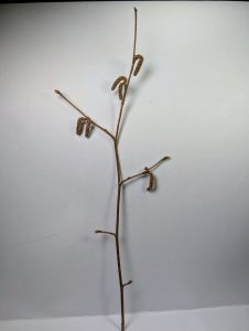 Corylus cornuta / Beaked Hazel
