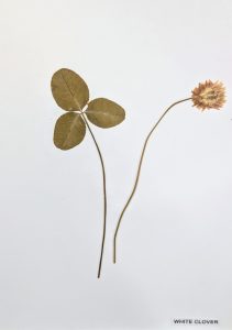 Trifolium repens / White Clover