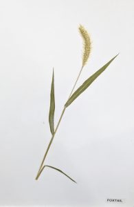 Alopecurus spp. / Foxtail Grass