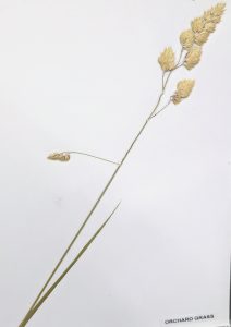 Dactylis glomerata / Orchard Grass