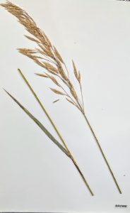 Bromus spp. / brome Grass