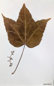 Parthenocissus tricuspidata / Boston Ivy