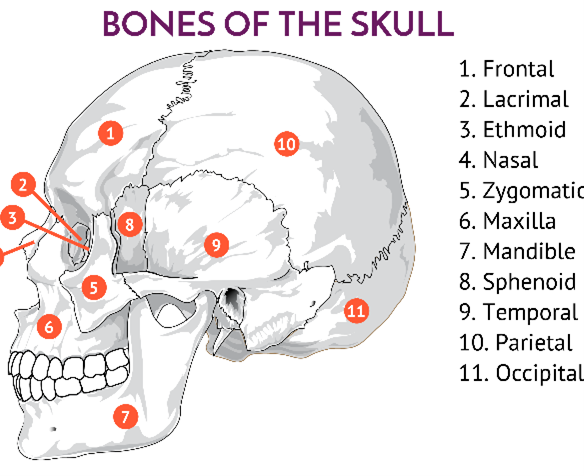 Image of skull with offset anatomical numbered labels, located away from each area of the skull